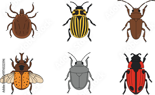 Beetle Insect Collection Vector Illustration Set Featuring Different Bugs Species Including Ladybug Scarab and Forest Beetles for Nature and Entomology Design
