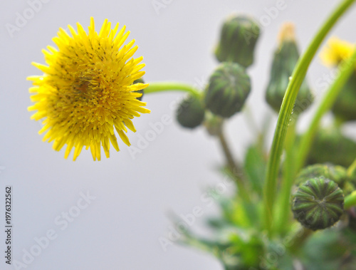 Valokuva Rough yellow thistle (Sonchus asper) grows in nature.