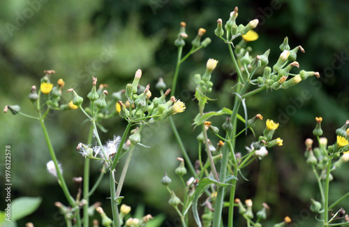 Canvastavla Rough yellow thistle (Sonchus asper) grows in nature.
