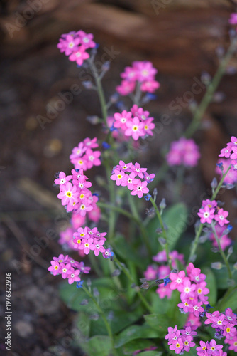 Tableau sur toile Forget-me-not forest silva pink close-up