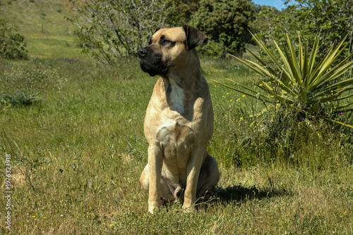 hund alano español
