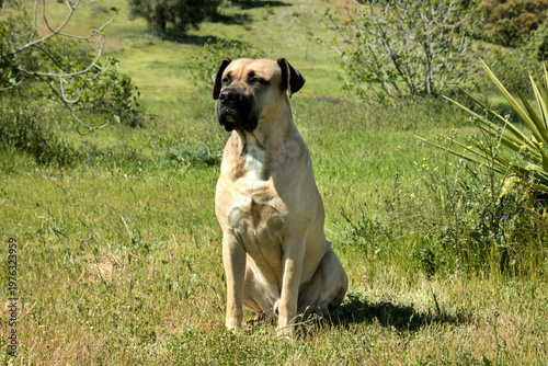 hund alano español