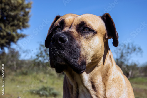 hund alano español