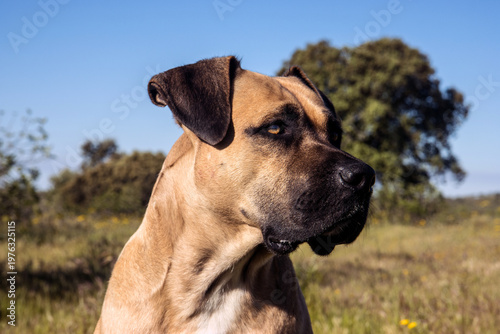 hund alano español