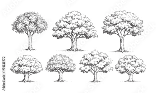 Collection of seven hand drawn deciduous trees in style nature foliage branches trunk