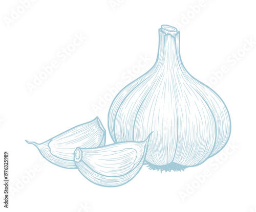 Hand drawn blue garlic bulb and cloves white food ingredient