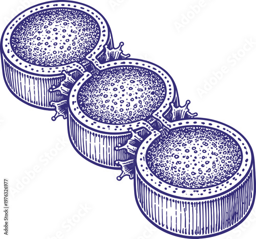 Vintage Engraved Diatom Algae Cells Vector Art