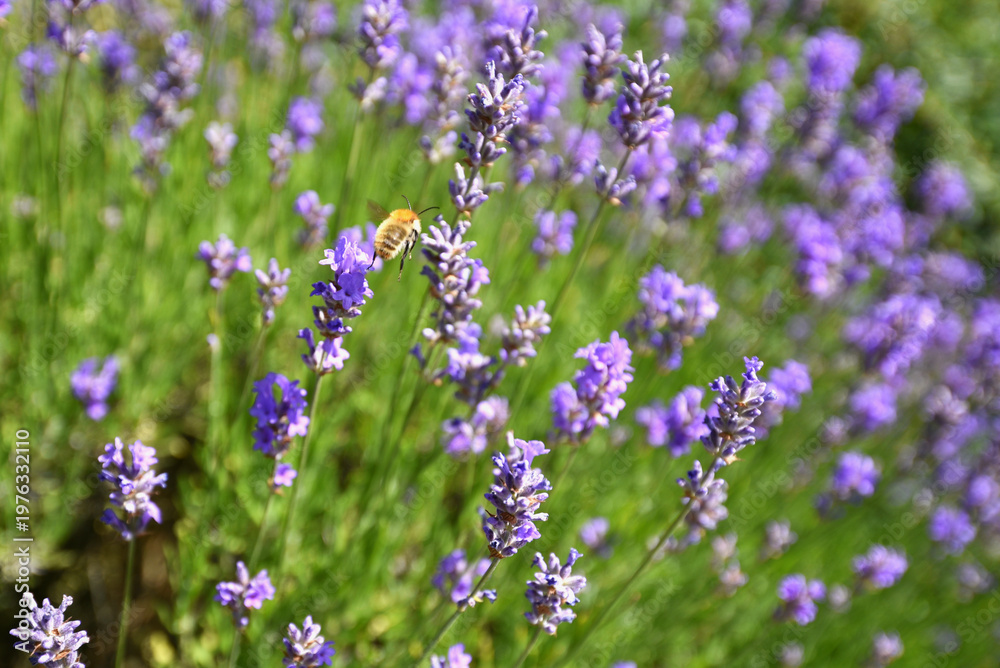 Obraz premium Bee flying in lavender field close to blooming plant