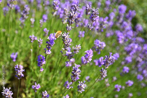 Bee flying in lavender field close to blooming plant