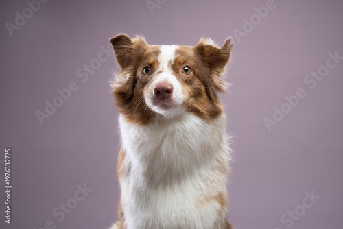 Tableau sur toile The dog sits upright and looks at the viewer