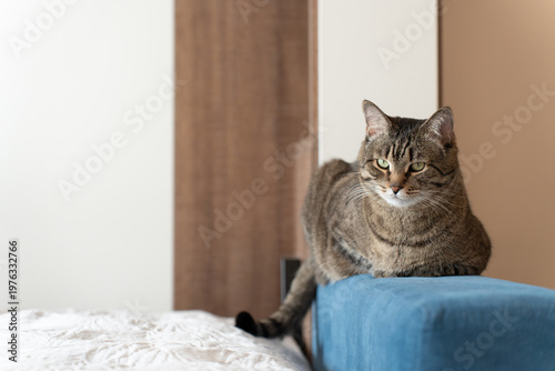 Brown tabby cat lounging on the arm of a blue sofa beside a white bed, looking at camera, cozy minimalist bedroom interior in soft natural light with copy space for design.