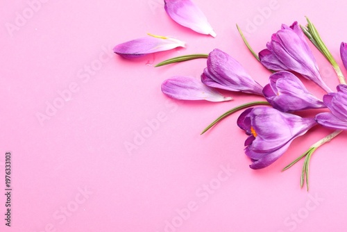 Beautiful crocus flowers on pink background, flat lay. Space for text