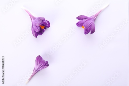 Beautiful crocus flowers on white background, flat lay. Space for text
