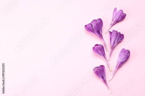 Beautiful crocus flowers on pale pink background, flat lay. Space for text