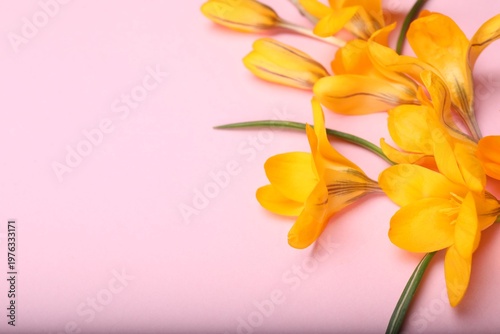 Beautiful crocus flowers on pale pink background, closeup. Space for text