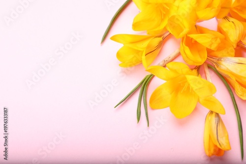 Beautiful crocus flowers on pale pink background, closeup. Space for text