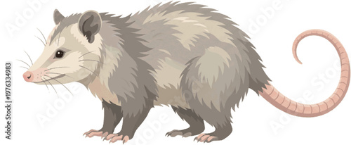 Illustration of an American Opossum, a small marsupial native to North America, known for its prehensile tail and unique defense mechanism of playing dead