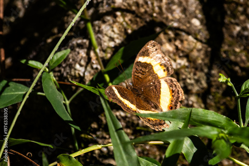 Soldier Pansy butterfly, Junonia terea, with its wings spred showing the brown and yellow wing pattern in the undergrowth of the forrests of the Phophonyane nature conservancy in Estwatini.
