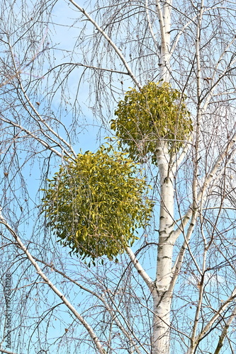 Spherical green branches of birch.