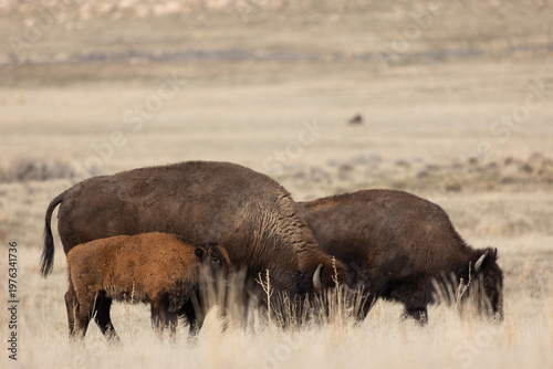 An American Bison calf stands next to its mother as she grazes peacefully in a field of tall brown grass with sagebrush growing in the distance on Antelope Island, Utah USA. 