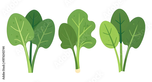 spinach leaves illustration, spinach leaf illustration, green leaves illustration, leafy vegetable illustration, fresh spinach illustration, organic spinach illustration, healthy greens illustration, 