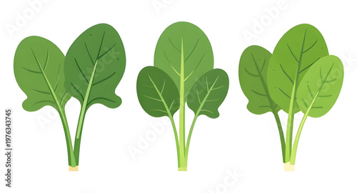 spinach leaves illustration, spinach leaf illustration, green leaves illustration, leafy vegetable illustration, fresh spinach illustration, organic spinach illustration, healthy greens illustration, 