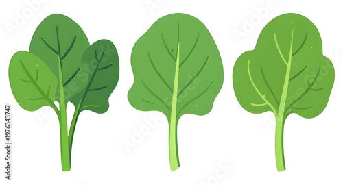 spinach leaves illustration, spinach leaf illustration, green leaves illustration, leafy vegetable illustration, fresh spinach illustration, organic spinach illustration, healthy greens illustration, 