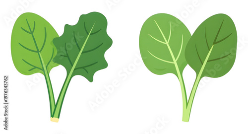 spinach, leaves, leaf, vegetable, greens, leafy, plant, organic, fresh, healthy, nutrition, food, diet, vegan, vegetarian, salad, cooking, kitchen, ingredient, natural, garden, farm, agriculture, harv