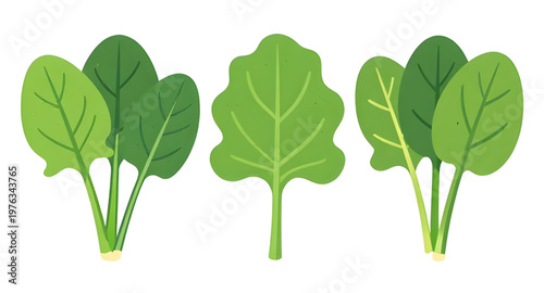 spinach, leaves, leaf, vegetable, greens, leafy, plant, organic, fresh, healthy, nutrition, food, diet, vegan, vegetarian, salad, cooking, kitchen, ingredient, natural, garden, farm, agriculture, harv