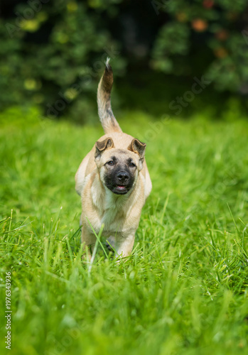 cute puppy is running cheerfully on the green grass in a sunny spring garden