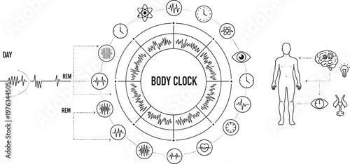 Vector illustration of human body clock circadian rhythm with biological icons including brain, eye and hormone regulation