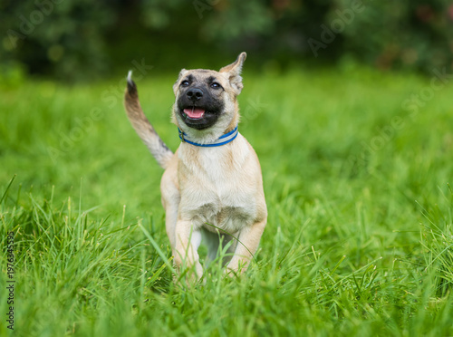 A cute puppy is running cheerfully on the green grass in a sunny spring garden