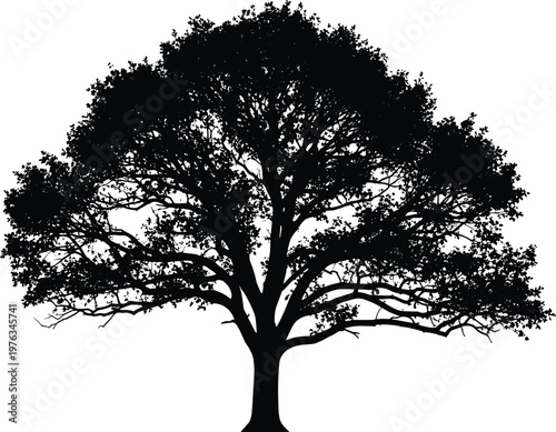 Large deciduous tree silhouette, thick trunk, expansive leafy canopy, natural forest vector illustration, bold black and white graphic artwork