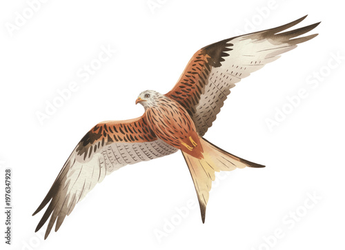 Majestic hunting bird in flight with delicate hand painted feather details.