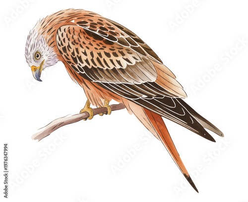 Majestic hunting bird in flight with delicate hand painted feather details.