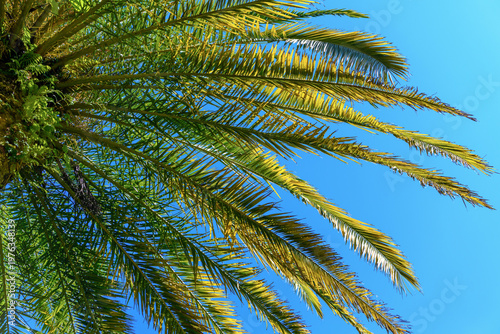 Low angle view of palm tree leaves against blue sky. Tropical summer vacation concept on Canary Island. Copy space.