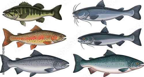 Freshwater Fish Collection Vector Illustration Set Featuring Bass Trout Catfish and Salmon Species for Fishing Wildlife and Aquatic Design Projects