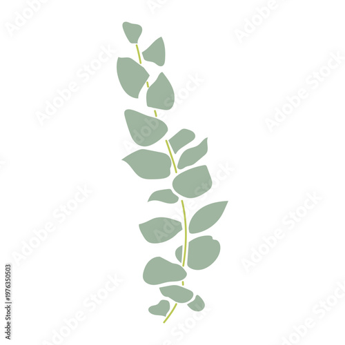 Eucalyptus Branch hand drawn Illustration