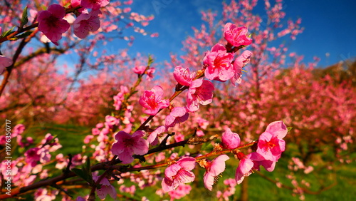 Zweige mit rosa Pfirsichblüten 