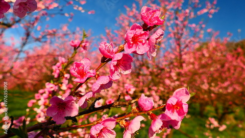 Obstblüte, Pfirsichbäume 