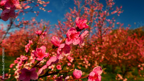 Obstbaumblüte, Pfirsichbäume 