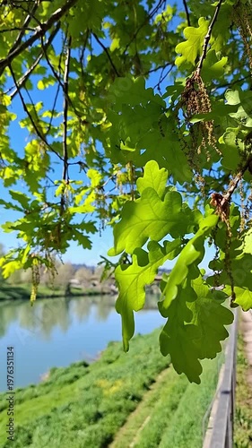 Fresh green oak leaves on a tree branch touch in the wind over a calm river under a blue sky. A vibrant spring nature scene with sunlight, natural foliage, and a peaceful riverside landscape.