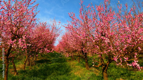 Obstgarten mit blühenden Pfirsichbäumen 
