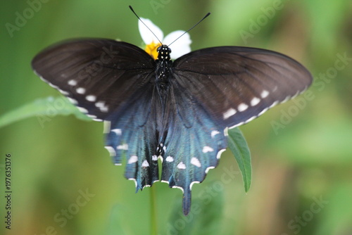 Dark butterfly with blue iridescent wings perched on a white flower, highlighting delicate patterns and natural beauty.