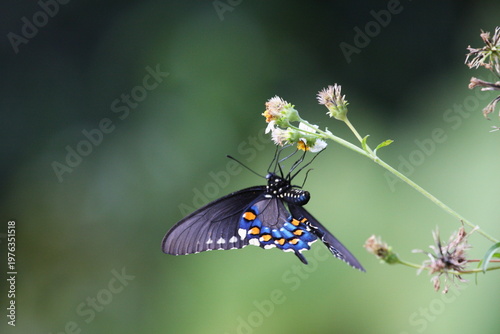 Dark butterfly with blue iridescent wings perched on a white flower, highlighting delicate patterns and natural beauty.