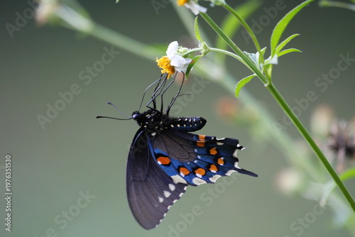 Dark butterfly with blue iridescent wings perched on a white flower, highlighting delicate patterns and natural beauty.
