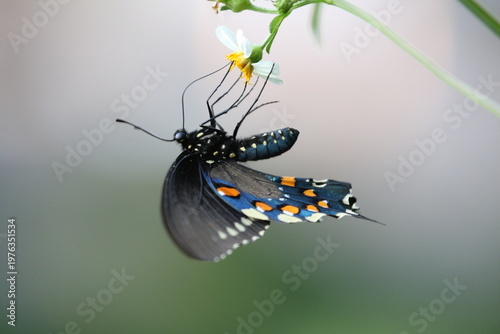 Dark butterfly with blue iridescent wings perched on a white flower, highlighting delicate patterns and natural beauty.