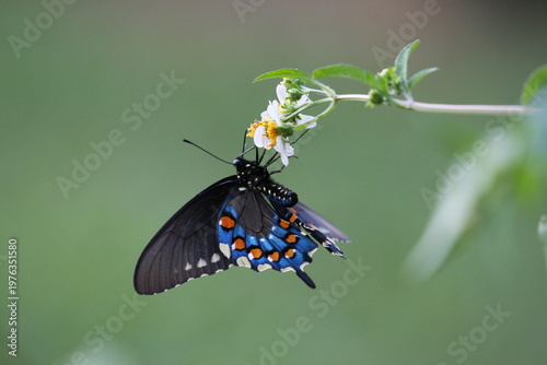 Dark butterfly with blue iridescent wings perched on a white flower, highlighting delicate patterns and natural beauty.