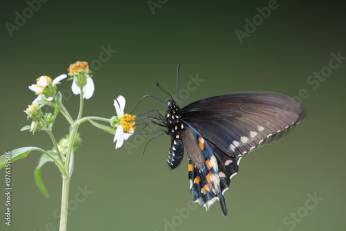 Dark butterfly with blue iridescent wings perched on a white flower, highlighting delicate patterns and natural beauty.
