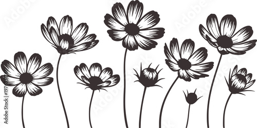 Foto Dark Gray Outline Cosmos Flowers and Buds White Background Isolated floral natur